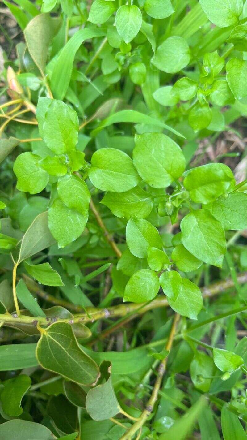Chickweed - Weedopedia